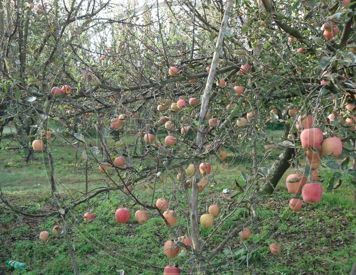 Apple tree In Kashmir