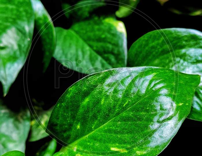 Leaf. Nature photography