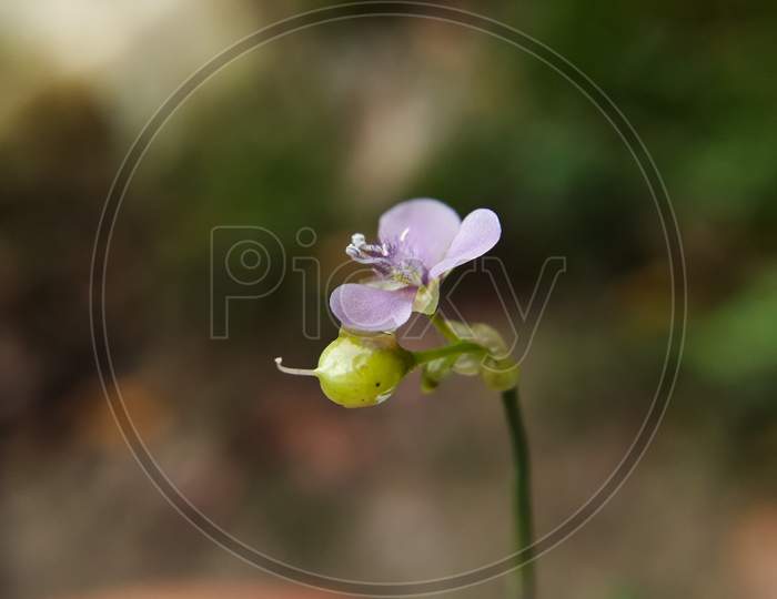 Murdannia or asiatic dew flower.
