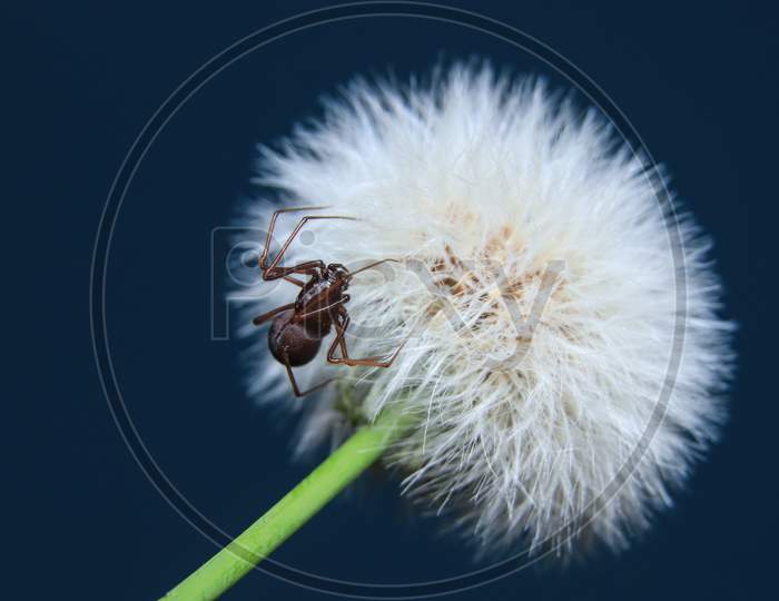 Brown Spitting Spider On A Flower