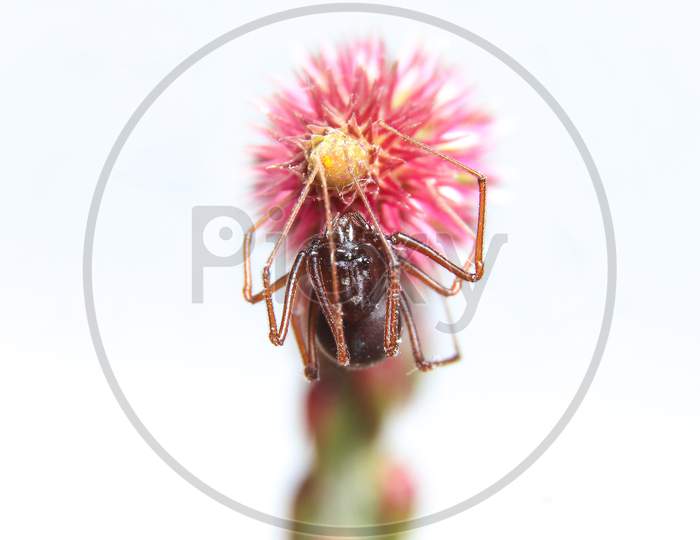 Brown Spitting Spider On A Flower