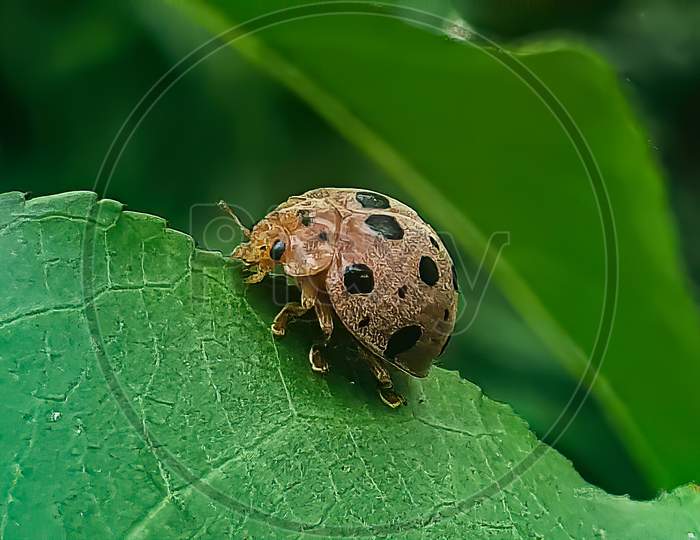 Potato Ladybug.