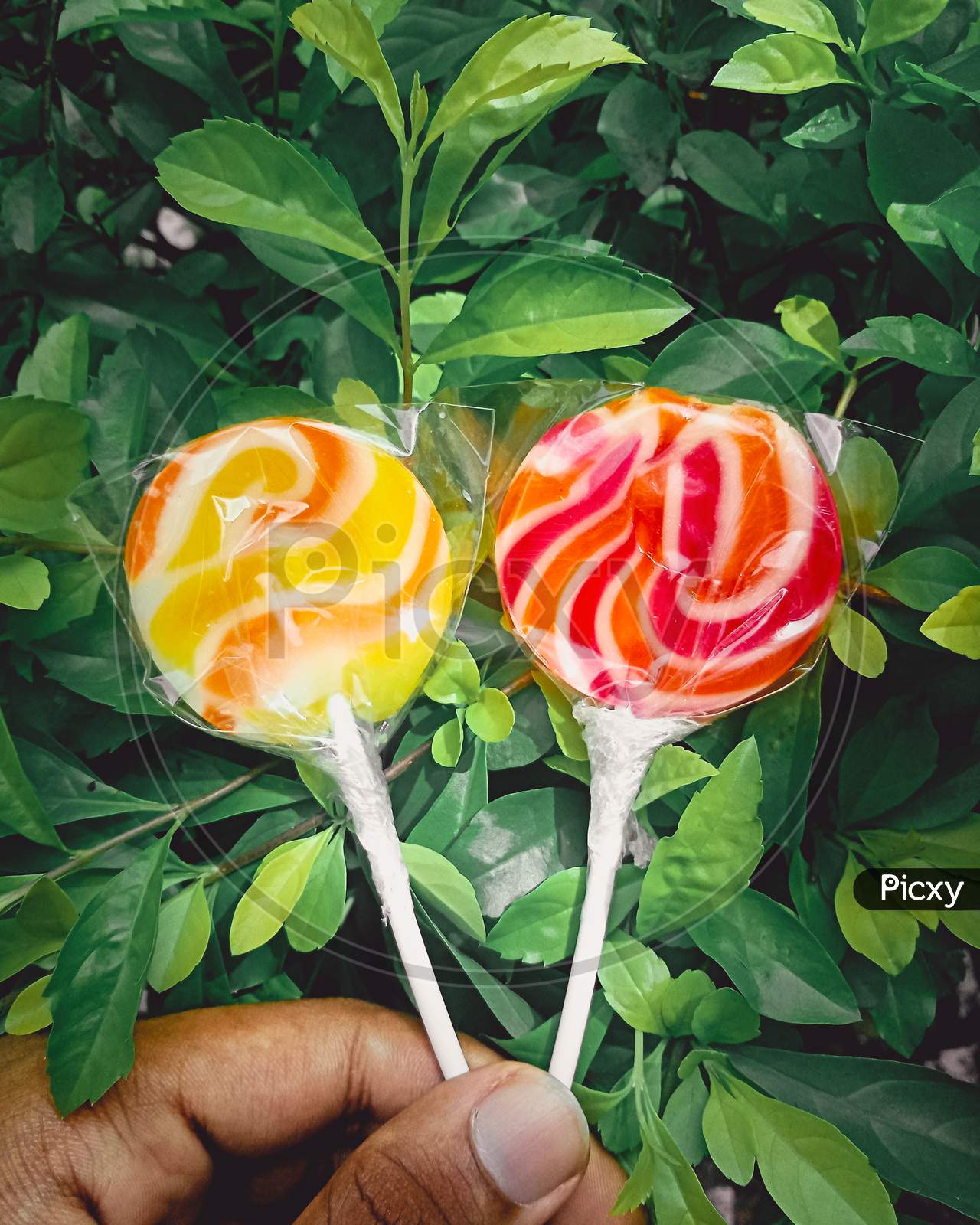 Sweet Lollipops