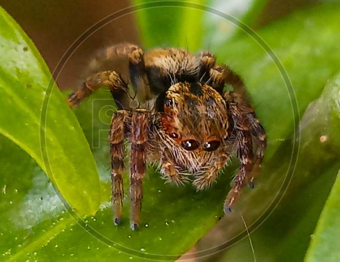 Spider macro, eyes