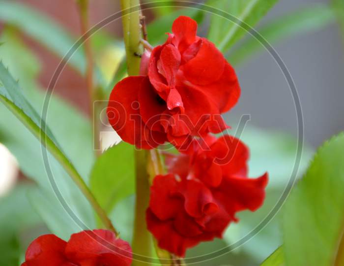 The Beautiful Red Color Flower With Leaves In The Garden.