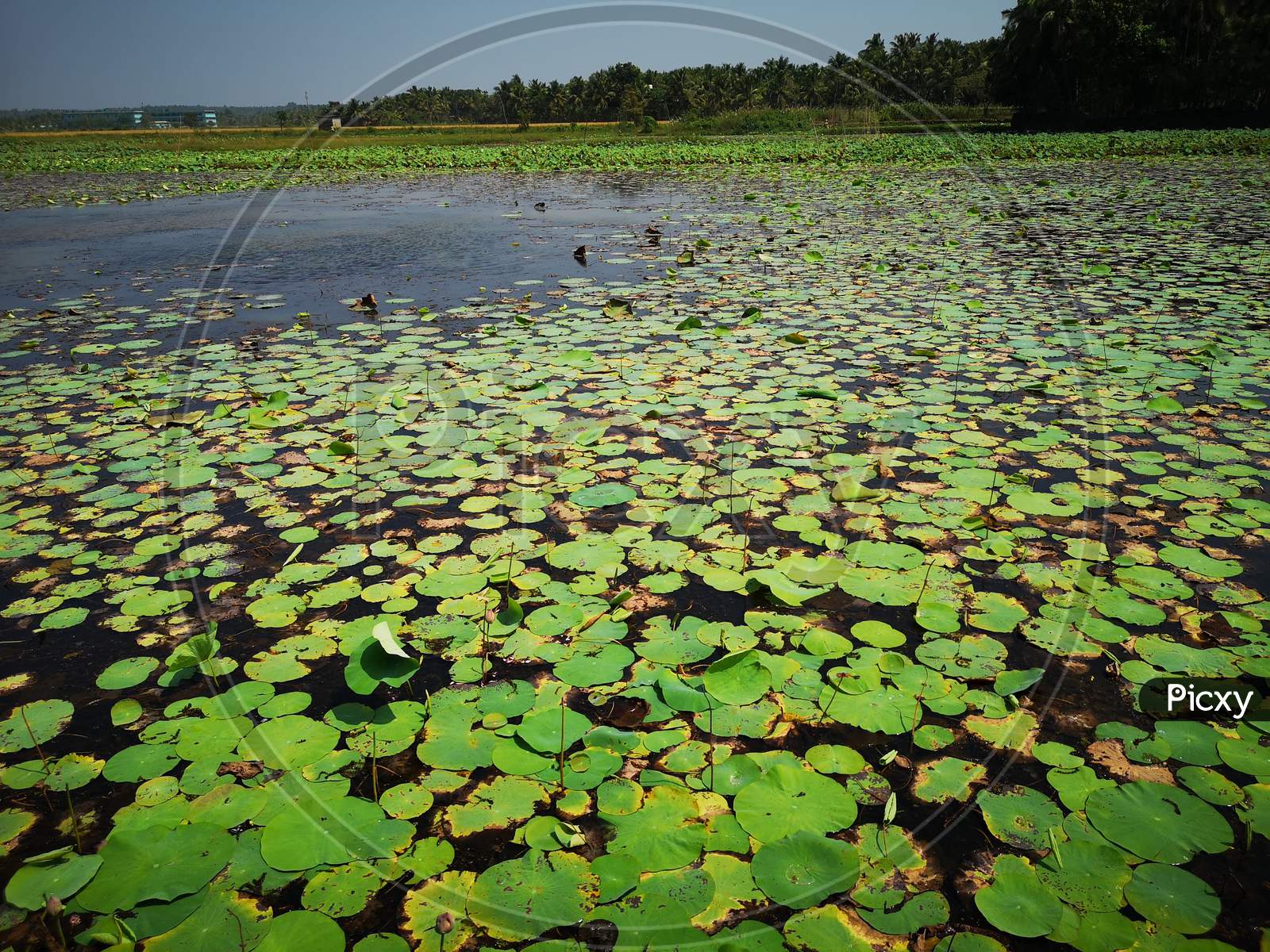 Image of Lotus Farm in Thirunavaya, Kerala-OR807323-Picxy