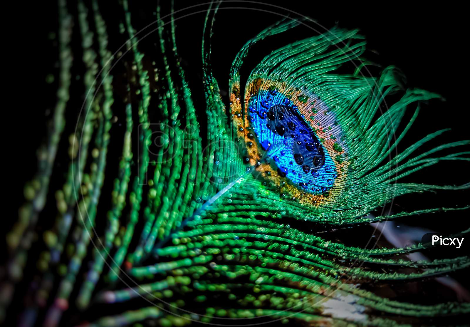 Water drop in peacock feather