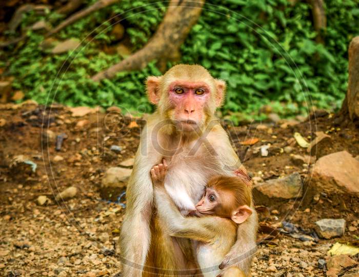 Wildlife Mother monkey feeding to baby monkey