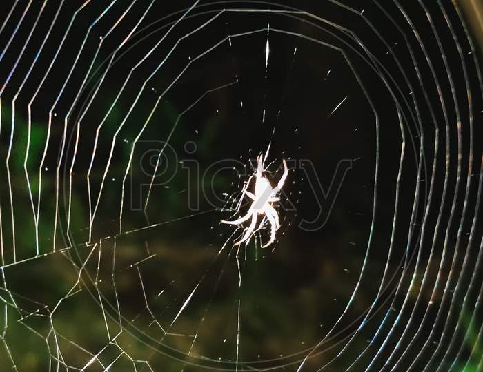 Spider, web, macrophotography,nature