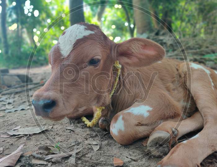 Village Cow Child