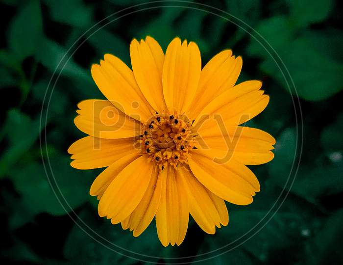 Yellow flowers photography