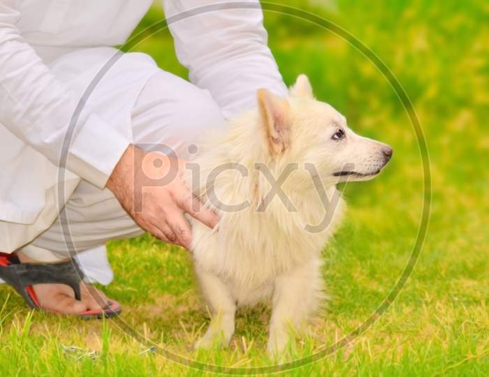 White fluffy dog laying down on the grass. Playful dog resting on the ground.