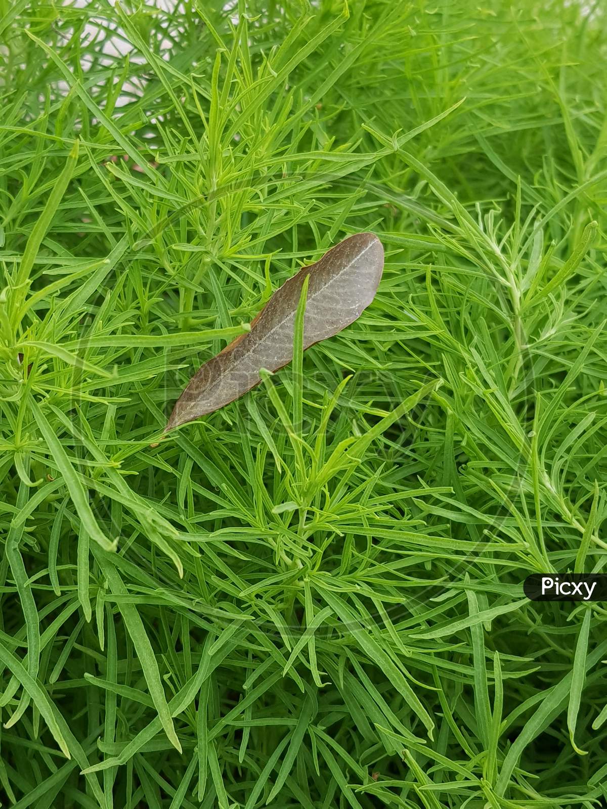 Broken brown leaf on green grass