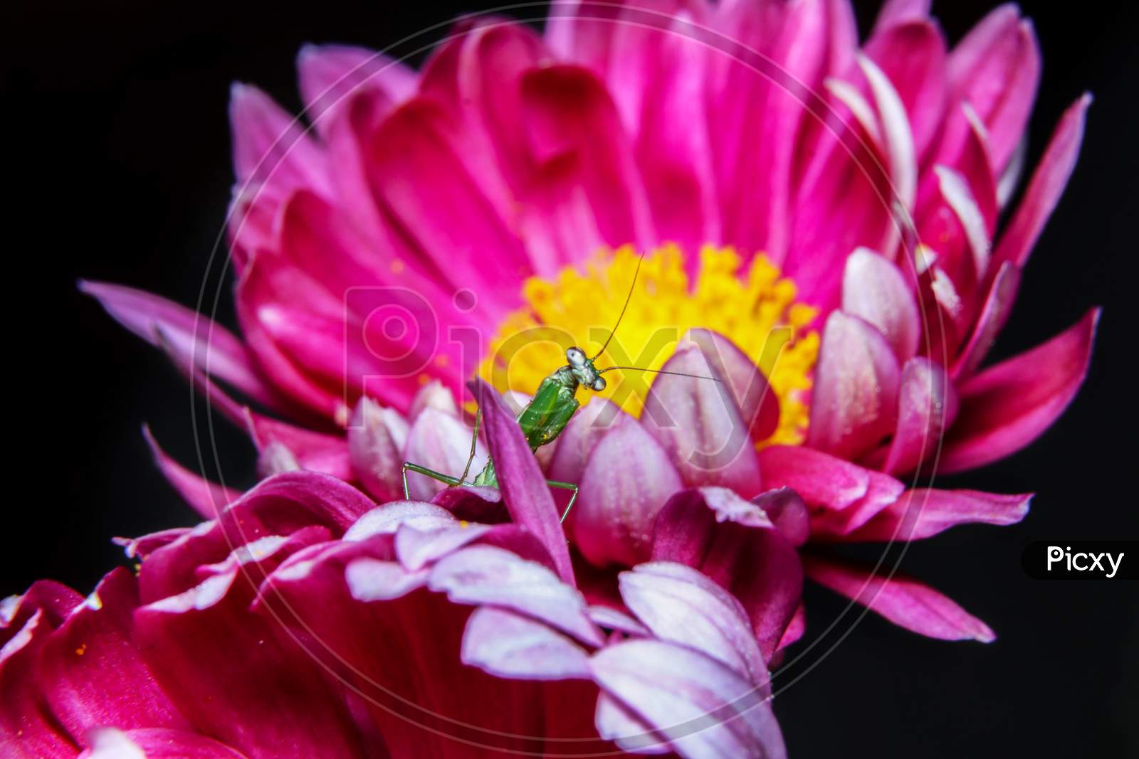 Baby Praying Mantis On A Flower Wallpaper