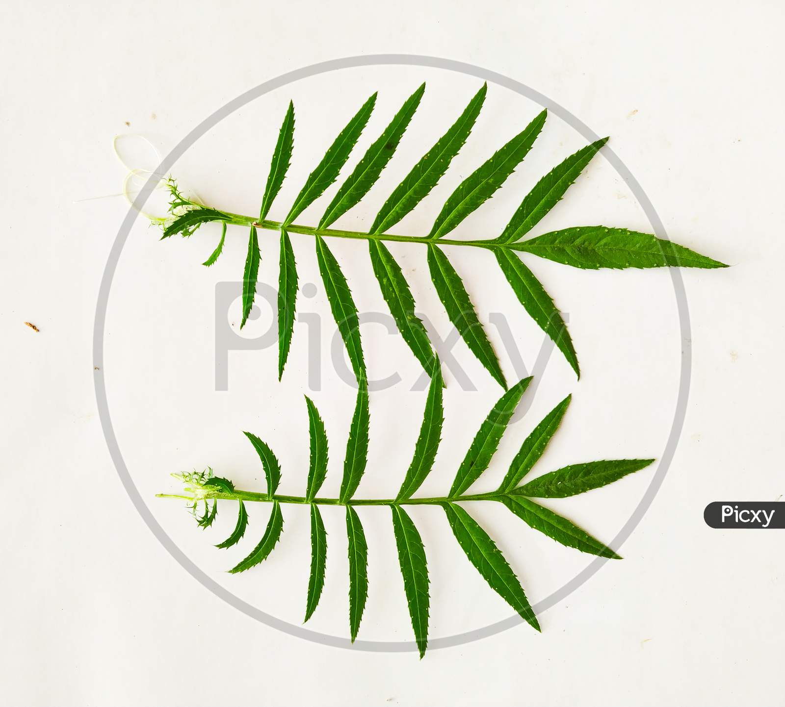 Photo Of Marigold Leaf In A White Background