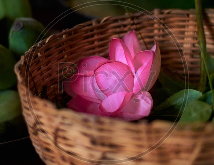 Closeup shot of a Lotus flower in a handmade basket