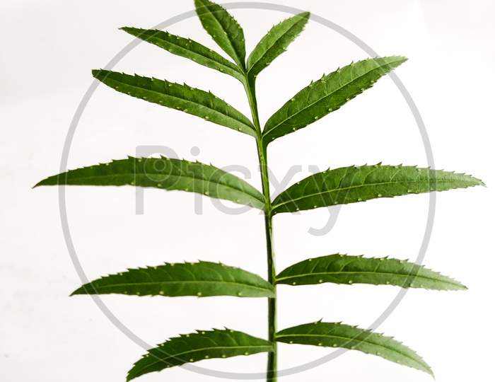 Photo Of Marigold Leaf In A White Background