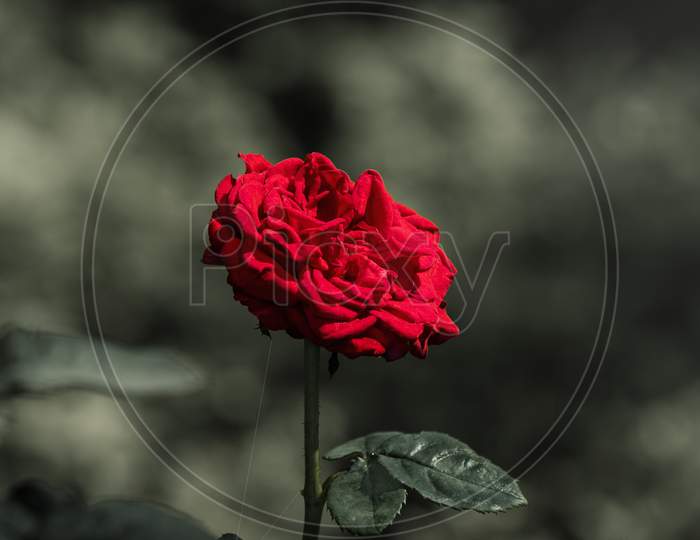 Red Rose Against Blurred Background