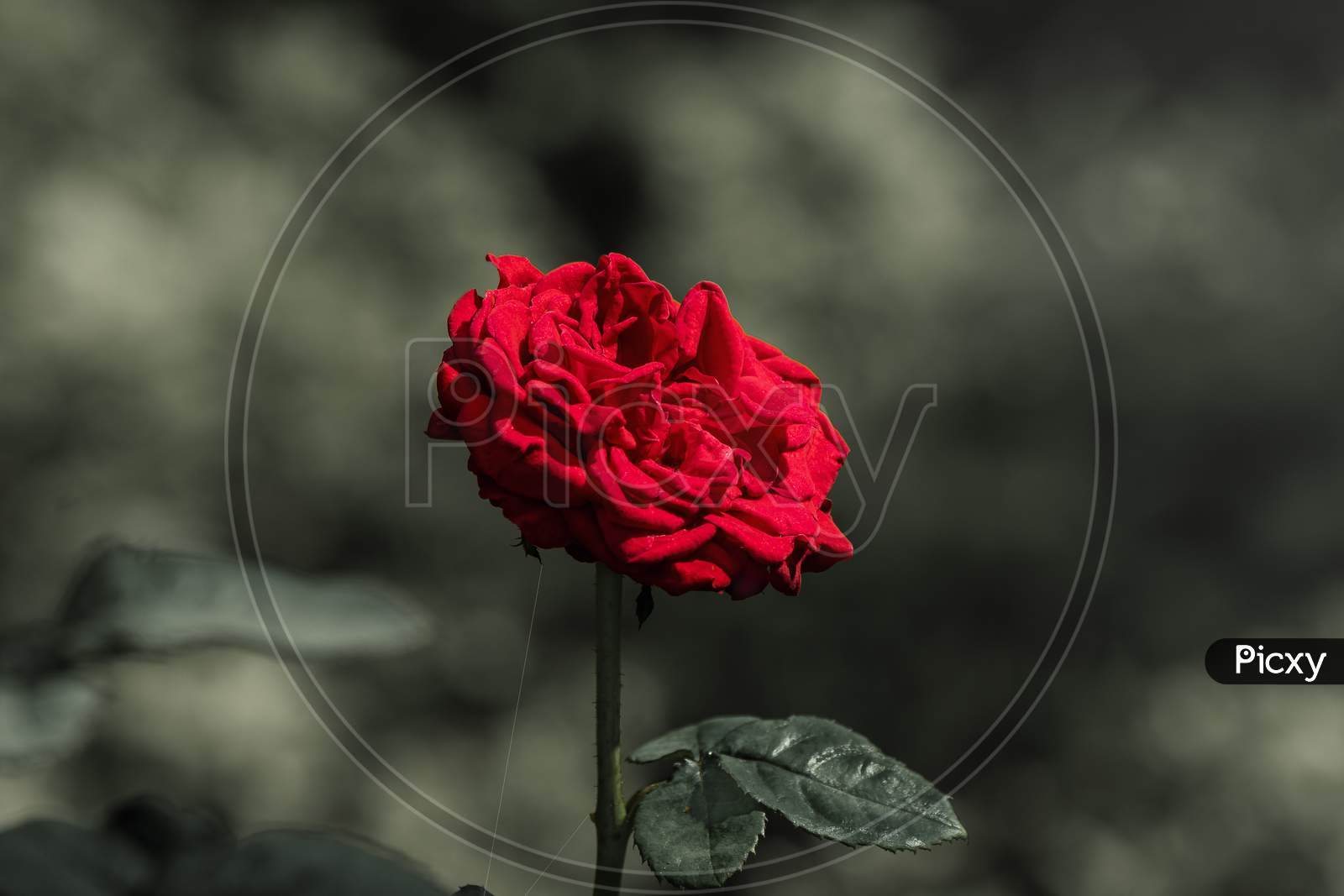 Red Rose Against Blurred Background