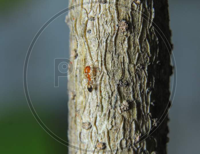 Small Red Ant Climbing On A Tree Macro Photography