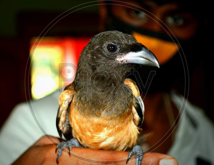 A yellow harichacha  bird sitting on finger a shoot in lock-down with mask