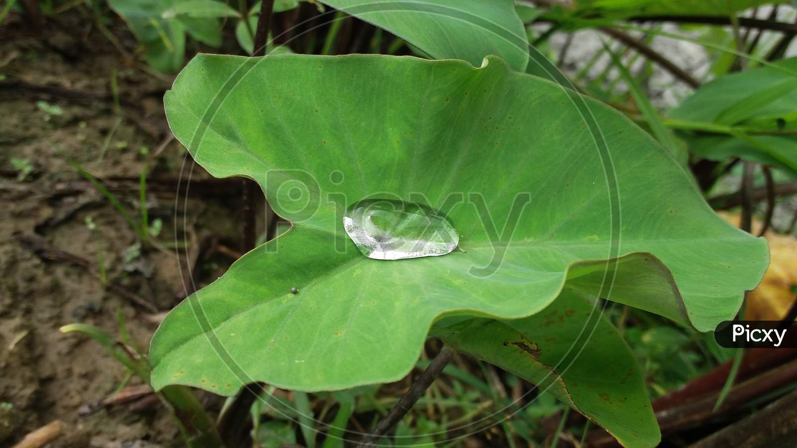 Leaf water drop let
