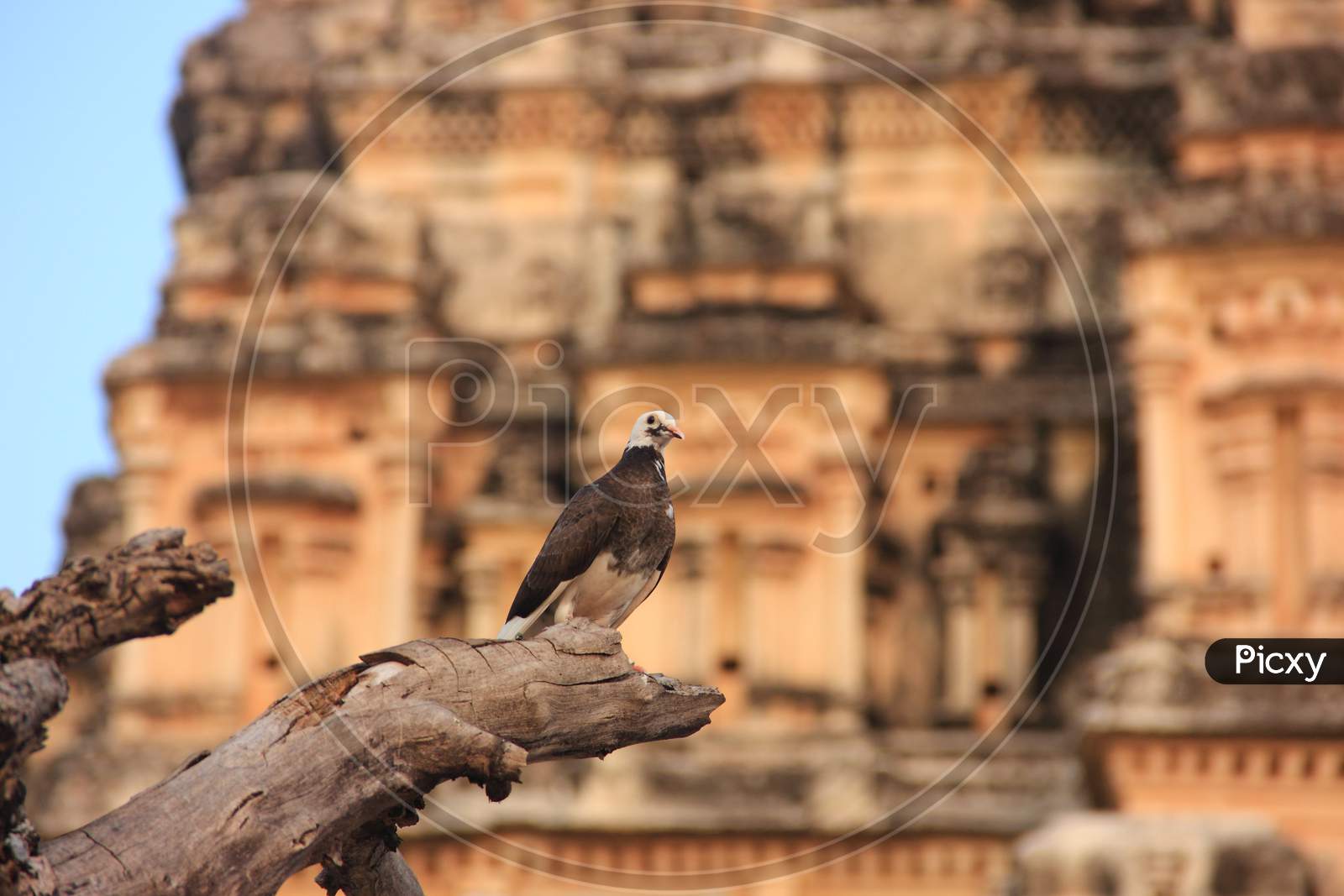 Pigeon at Virupaksha Temple in Hampi, India