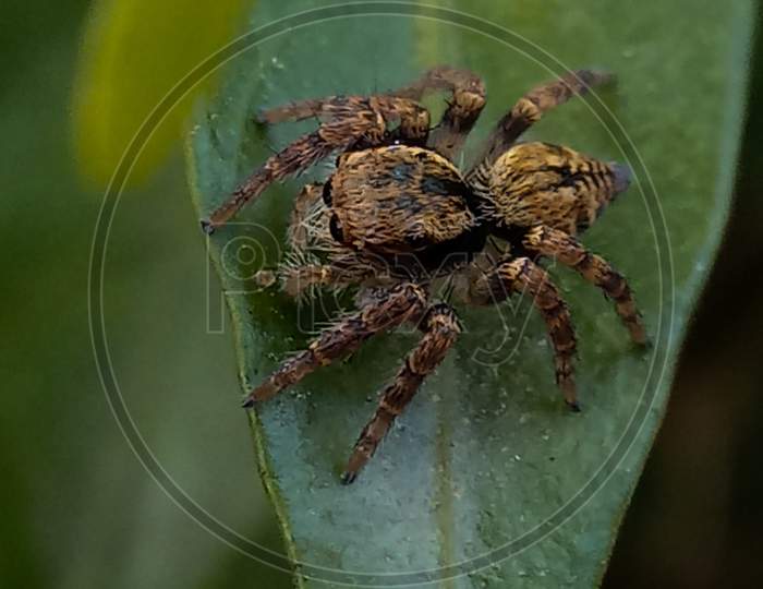 Spider macro, eyes,side detail
