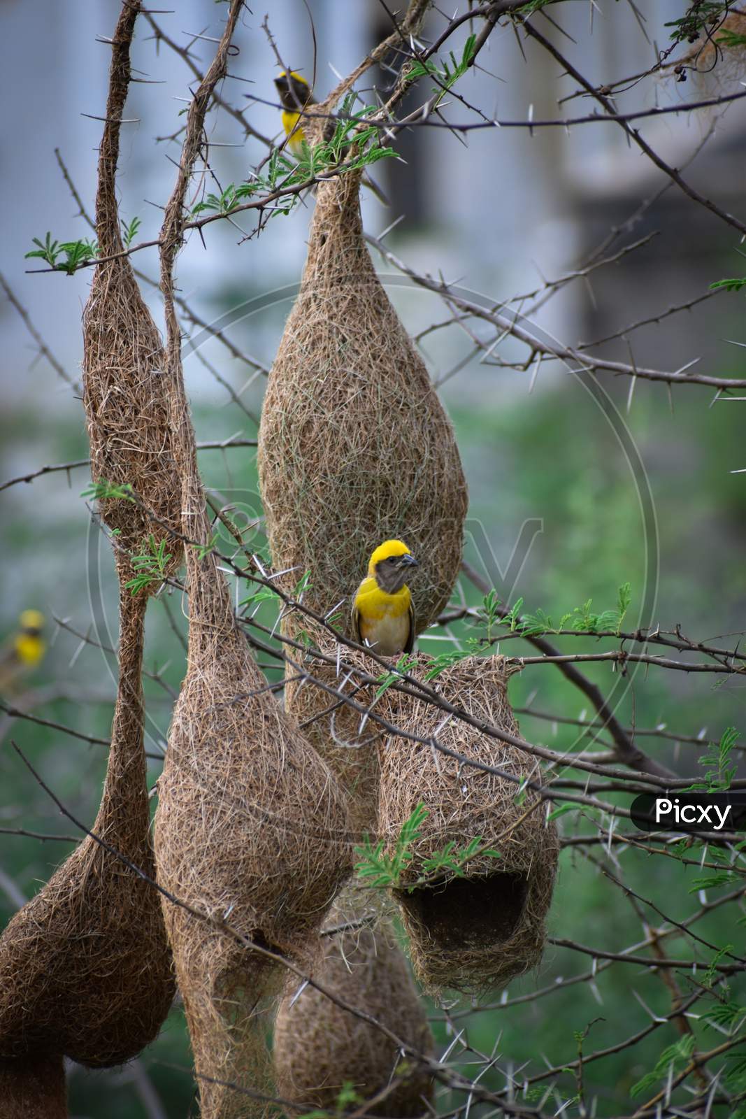 Beautiful yellow bird with nest.