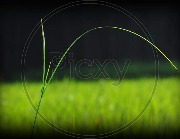 Vibrant green grass