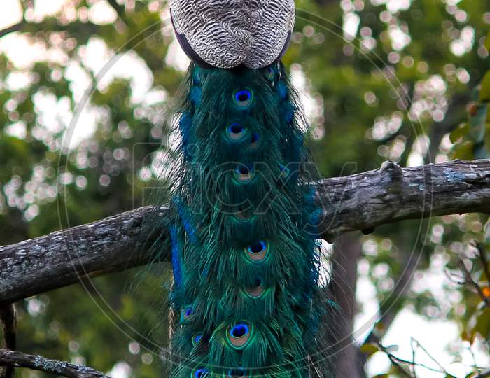 National bird Peacock