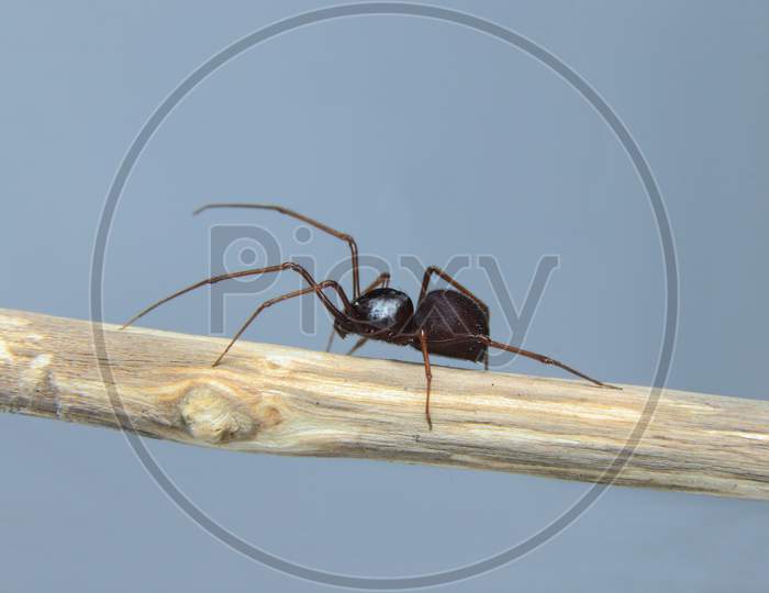 Beautiful Brown Spitting Spider On A Branch