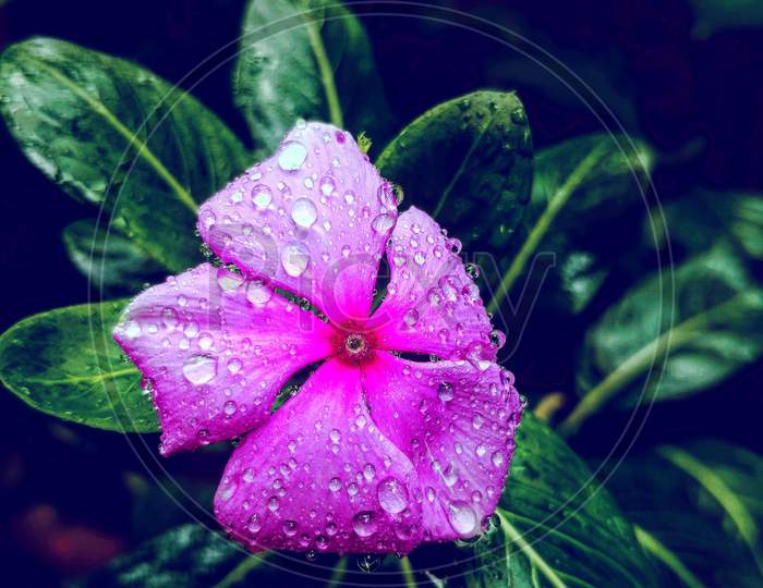 FLOWER WITH WATERDROPS