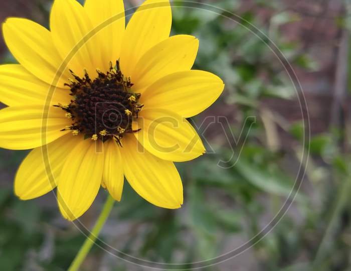 Yellow flower Beauty of Nature