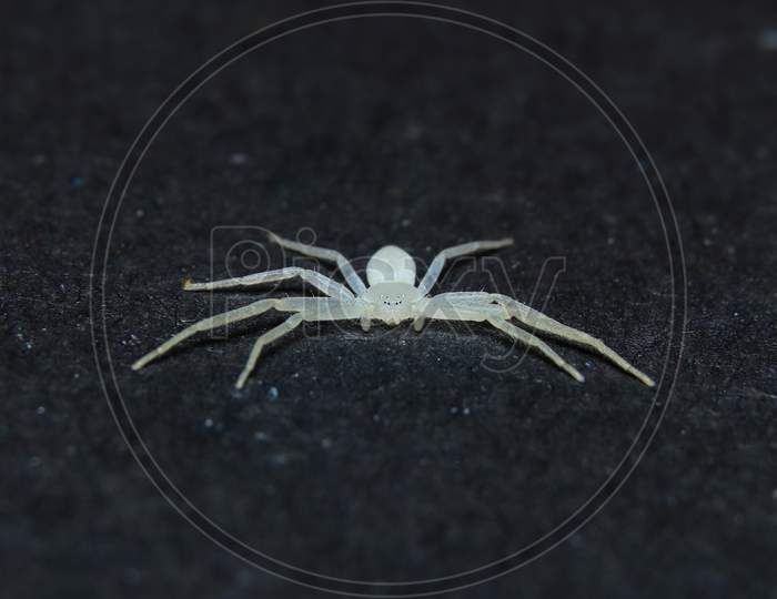 Beautiful White Running Crab Spider Top View Stock Photo