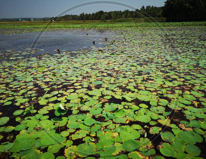 Lotus Farm in Thirunavaya, Kerala