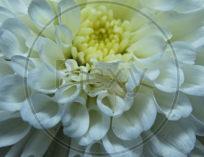 Beautiful White Running Crab Spider Hiding On White Flower Stock Photo