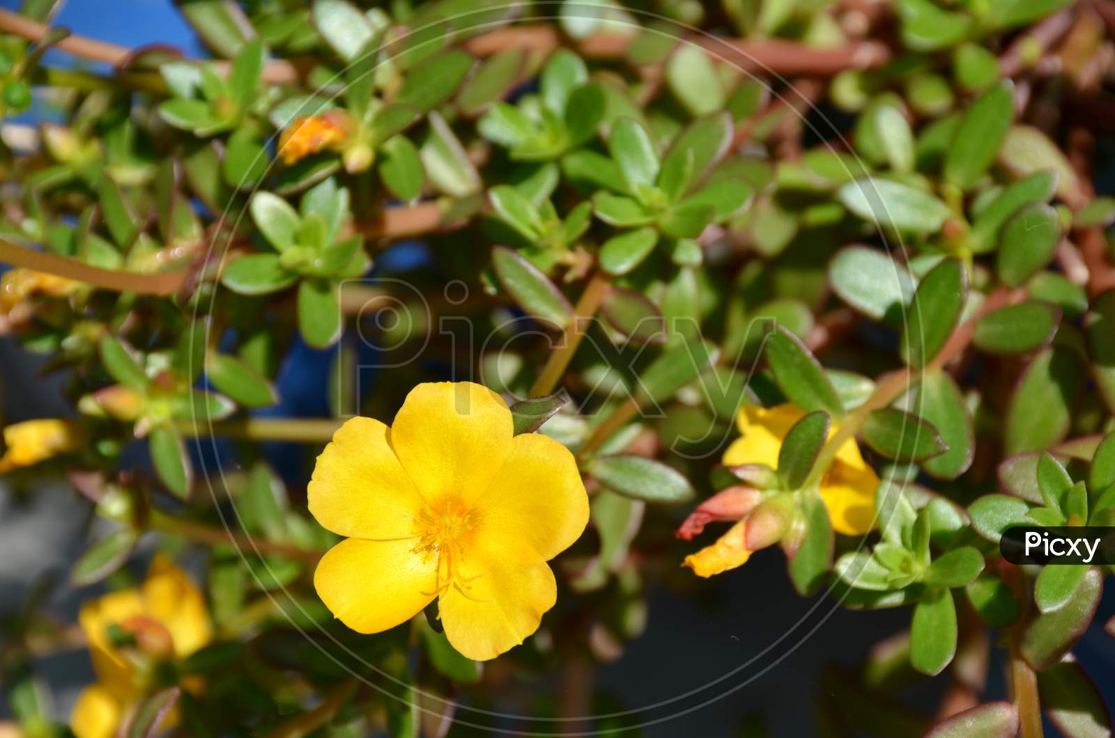 The Beautiful Yellow Flower Of Petunia With Leaves And Plant.