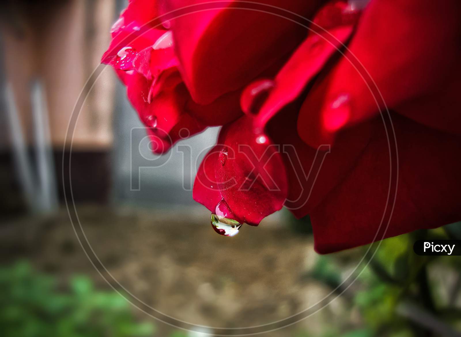 Water drop in Rose