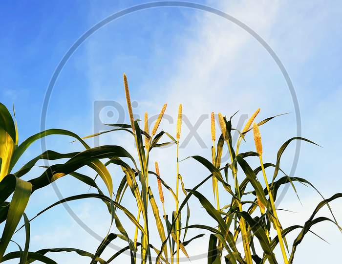 Bajra Or Pearl Millet Plants Bottom View With Blue Sky