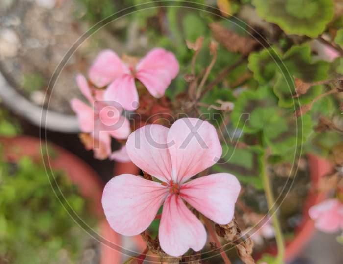 Macro shot pink geranium