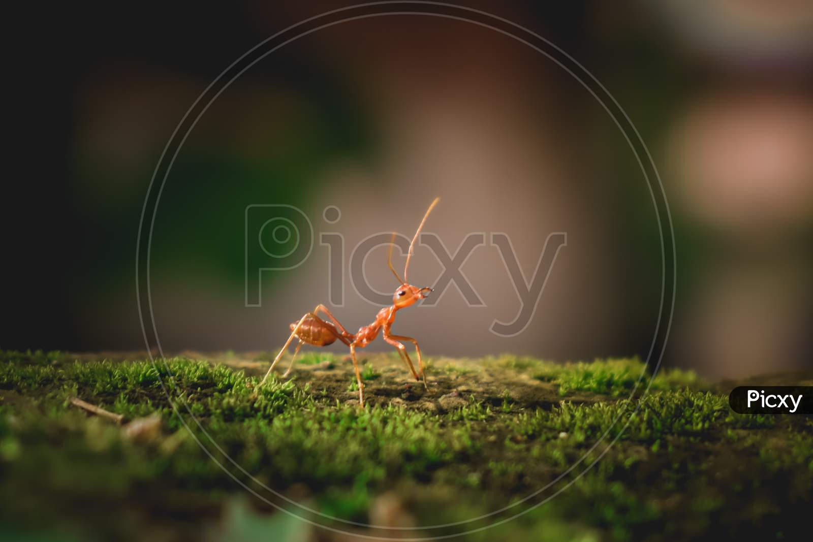 Ant micro shots