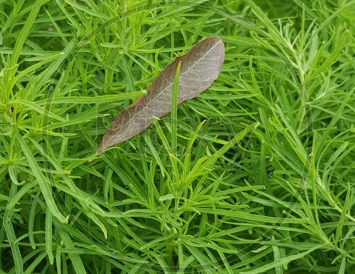 Broken brown leaf on green grass