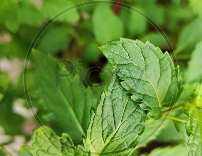 Mint leaves. Nature photography