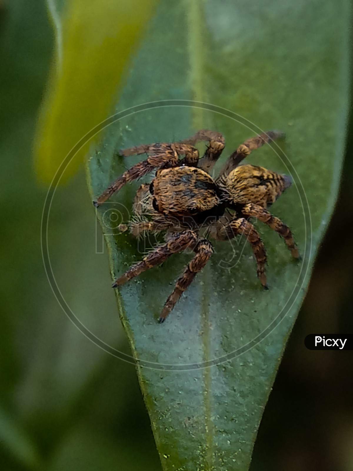 Spider macro, eyes,side detail