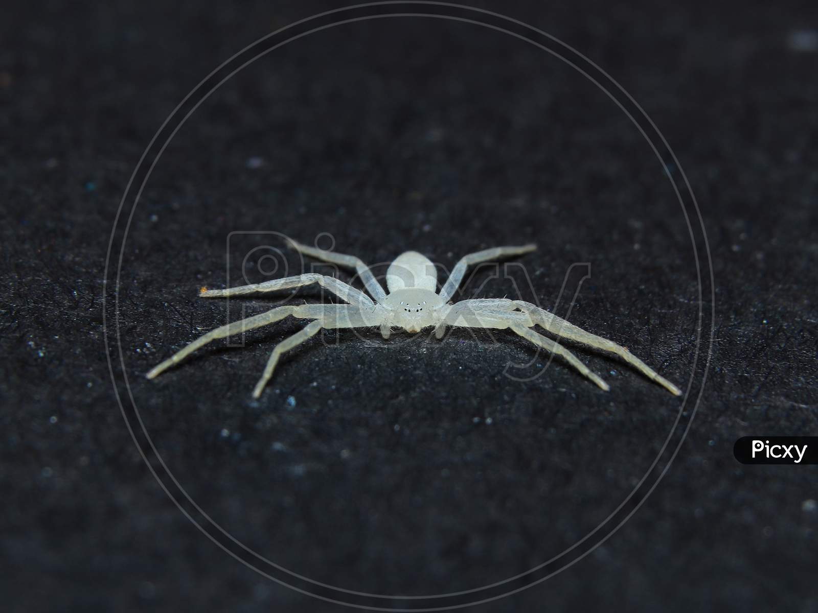 Beautiful White Running Crab Spider Top View Stock Photo
