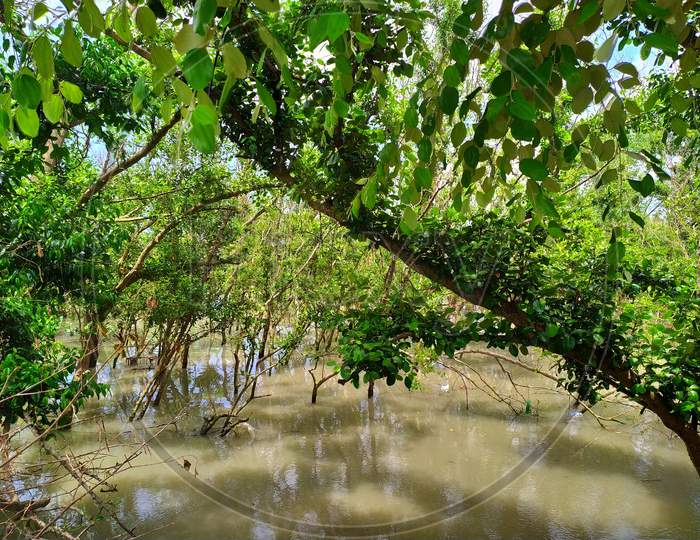 Mangroves forest at Bakkhali