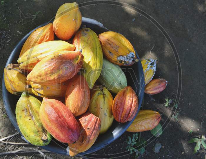 Top View Of Different Sorts Of Colorful Cocoa Pods On A Bucket
