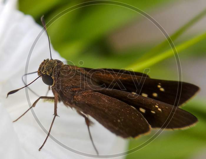 Butterfly, macro, with a long tongue, proboscis