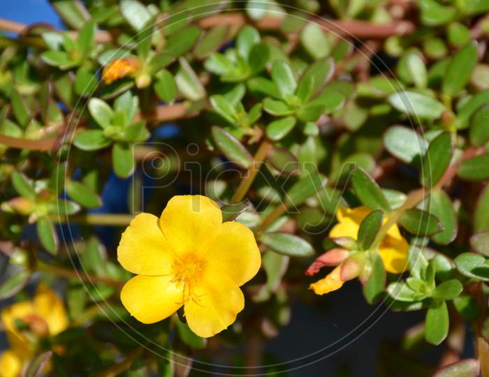 The Beautiful Yellow Flower Of Petunia With Leaves And Plant.